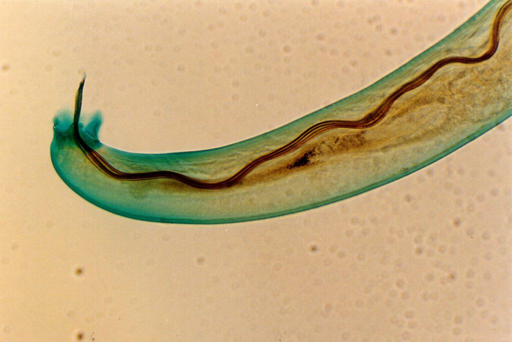 Male Angiostrongylus cantonensis, Male, common name rat lungworm