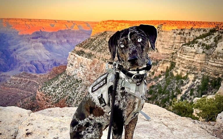 Black and white speckled dog wearing a harness looking at the camera with Grand Canyon behind.