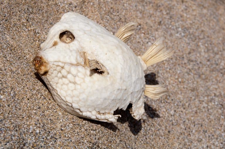 Dead white fish on a beach with eye and part of underside missing.