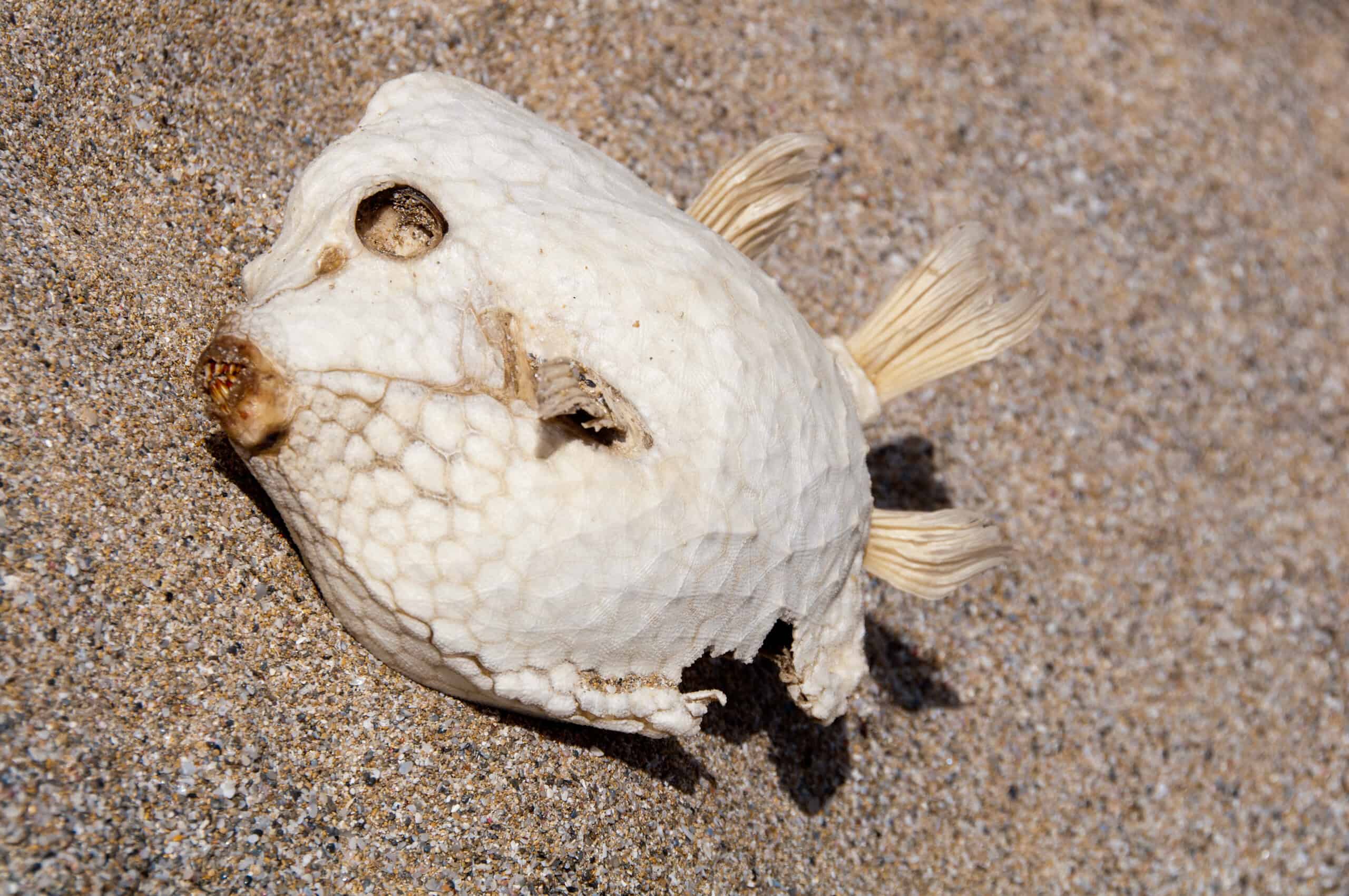 70 Dolphins Dead: How One Bloom Shattered a Marine Food Web