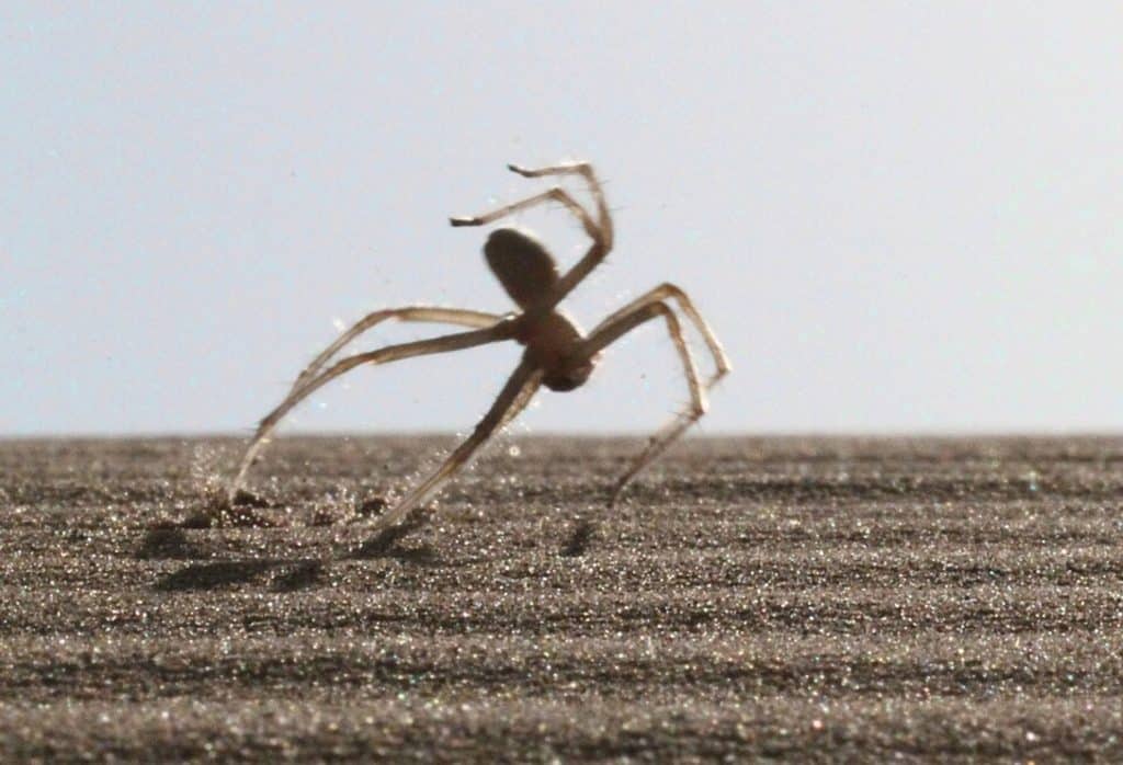 Moroccan flic-flac spider