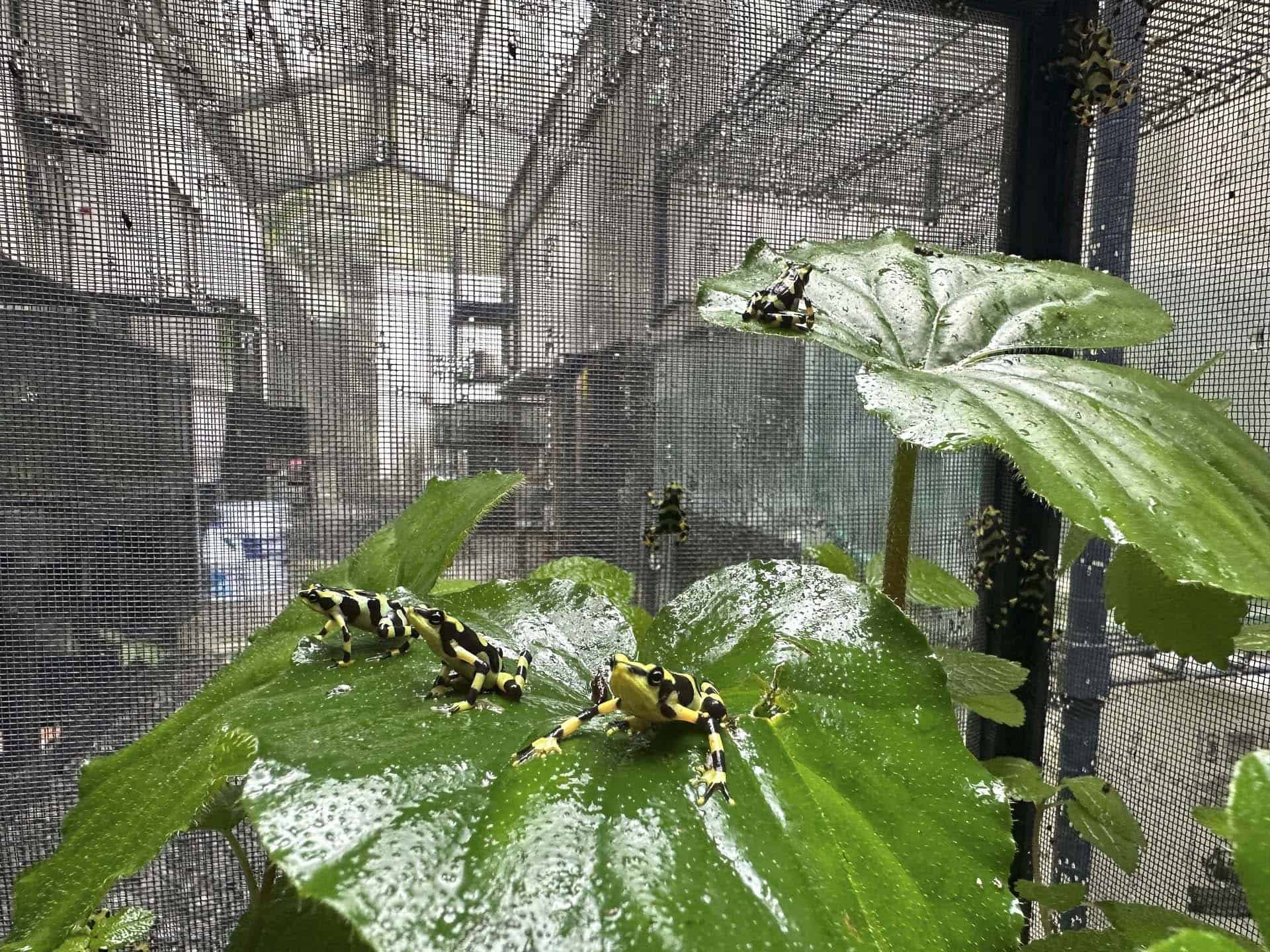Atelopus zeteki frogs are living outdoors for the first time in more than twenty years.