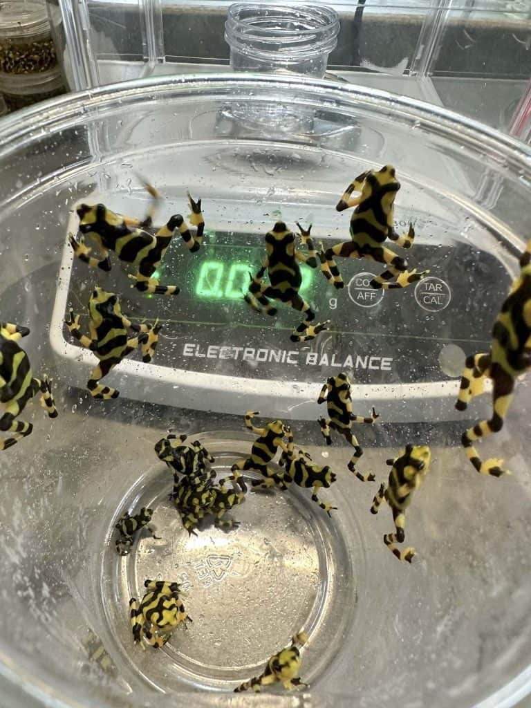Frogs in the new outdoor enclosures are being closely monitored for growth, weight, and other factors as they mature.