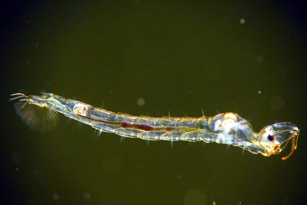 Phantom midge larvae