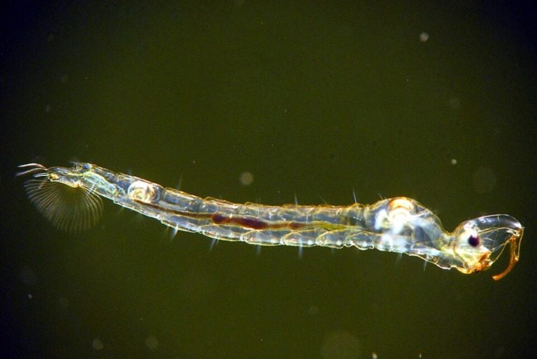 Phantom midge larvae