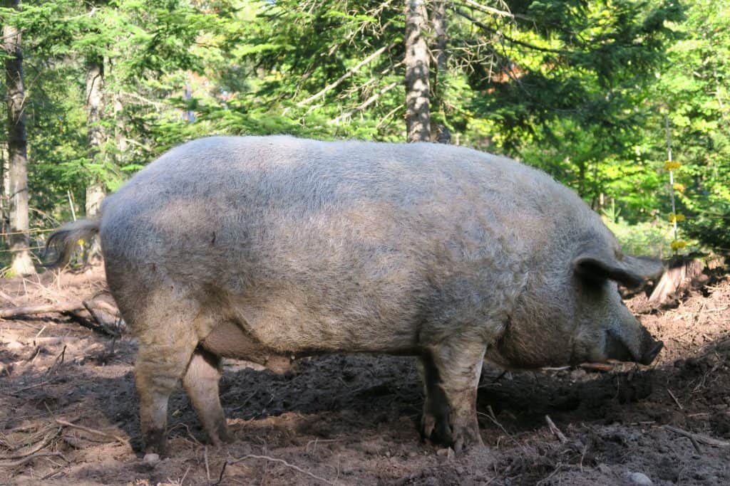 Good phenotype Mangalitsa