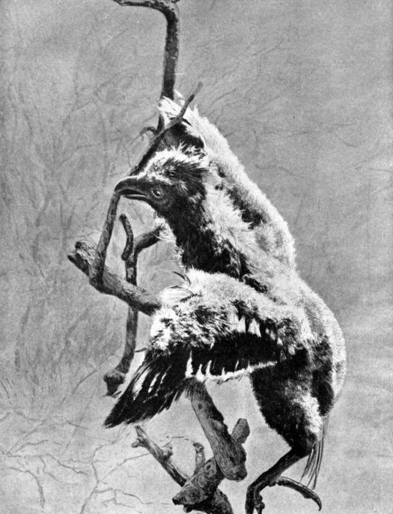 The newly hatched bird has claws on its thumb and first finger and so is enabled to climb on the branches of trees with great dexterity until such time as the wings are strong enough to sustain it in flight.Date	1922