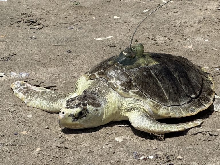 Pancake returning to the wild