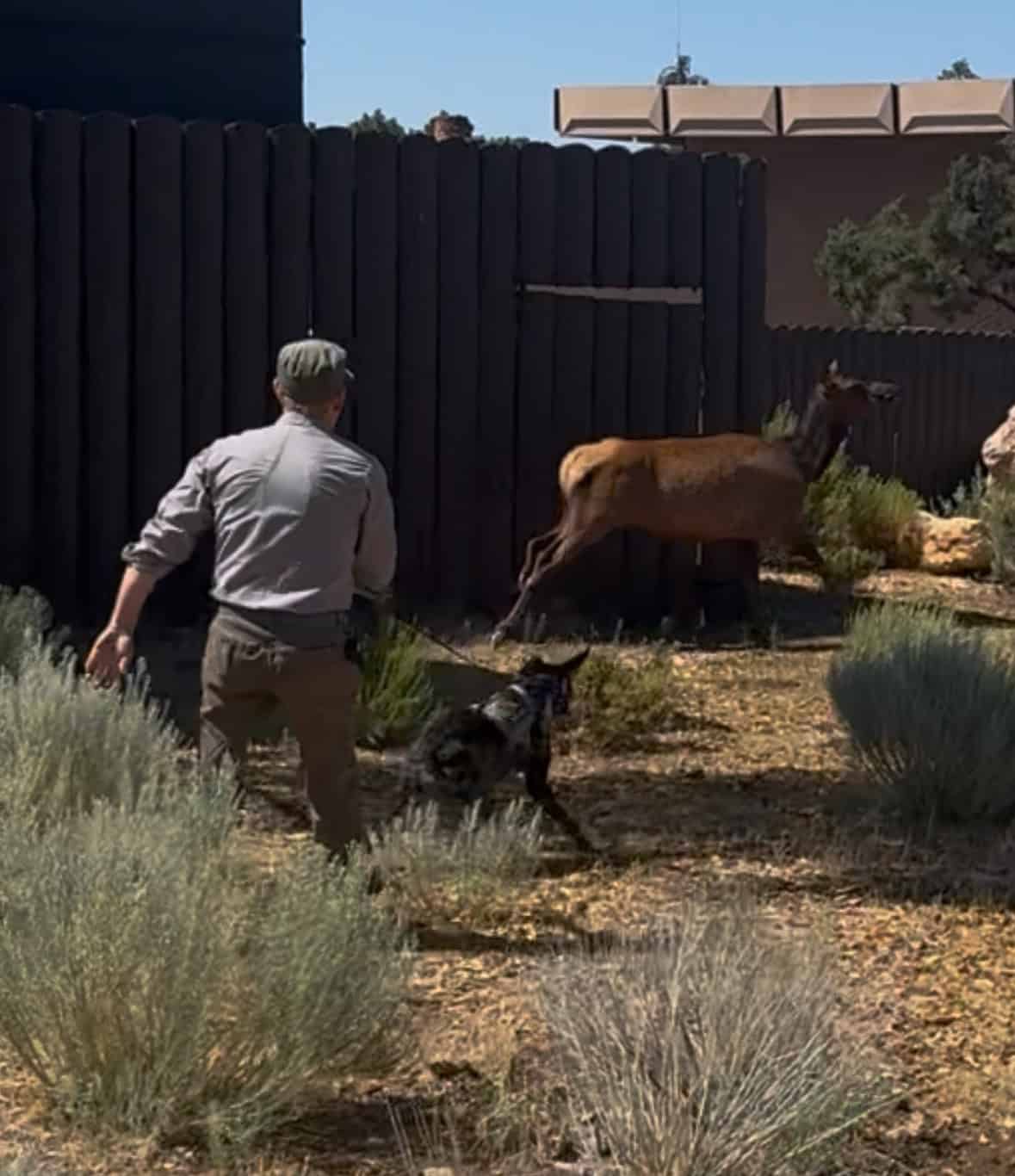 Man with dog facing away from the camera with elk in background.