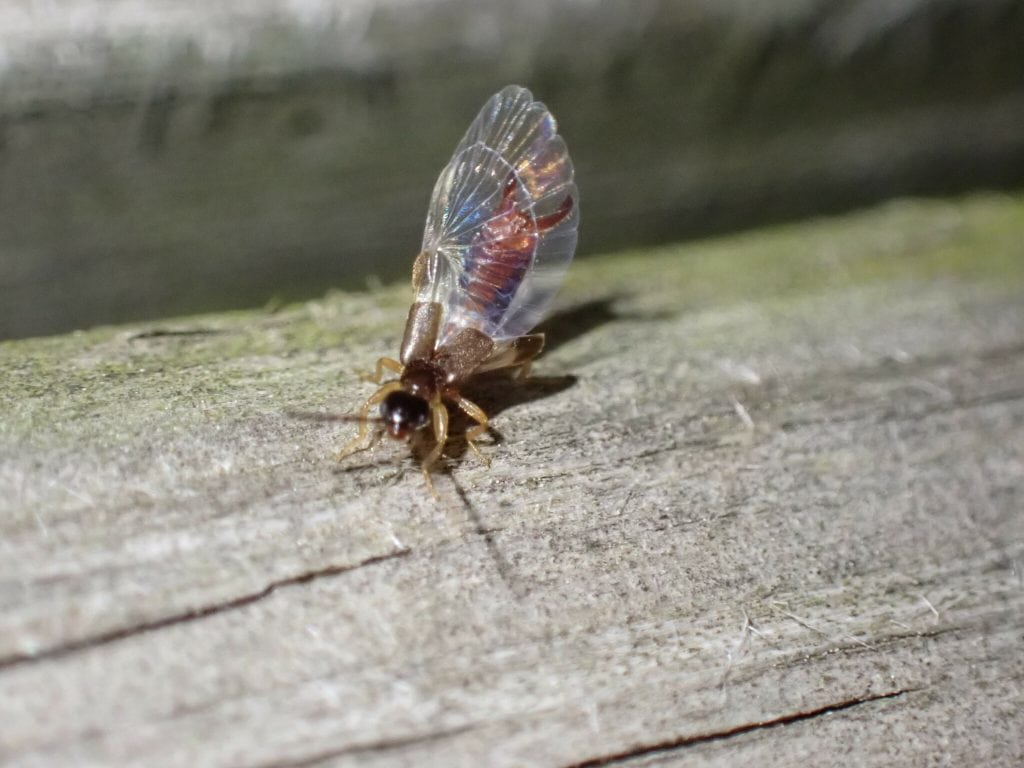 Lesser Earwig (Labia minor) wings unfolded