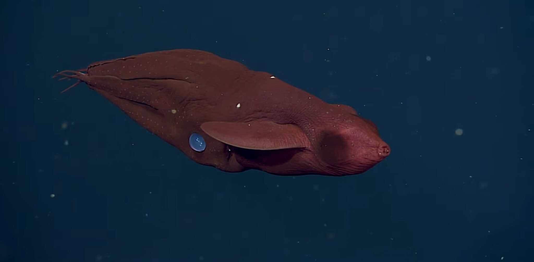 Octopus Have Ink Do Octopuses Have Ink Like Squids? - A-Z Animals