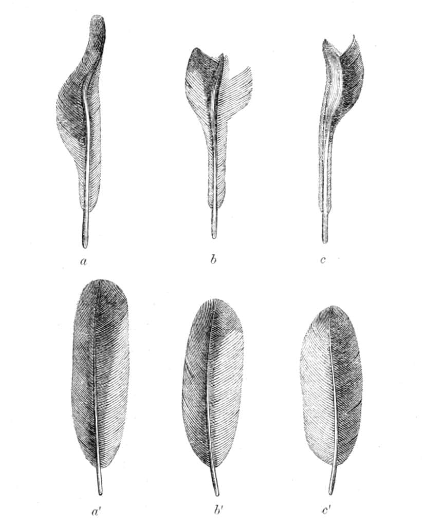 &laquo; Machaeropterus deliciosus &raquo; = Machaeropterus deliciosus (Club-winged Manakin) - feathers