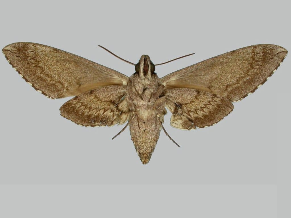 Manduca blackburni, female, underside. United States, Kahului, Mani