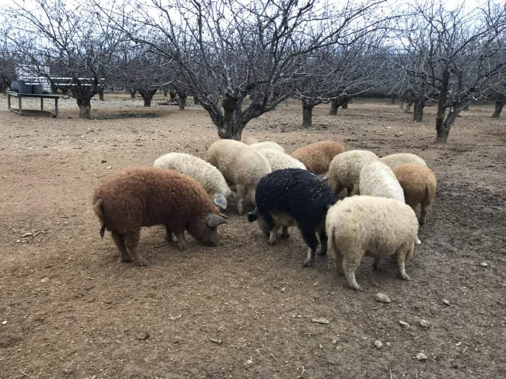 Mangalitsa herd
