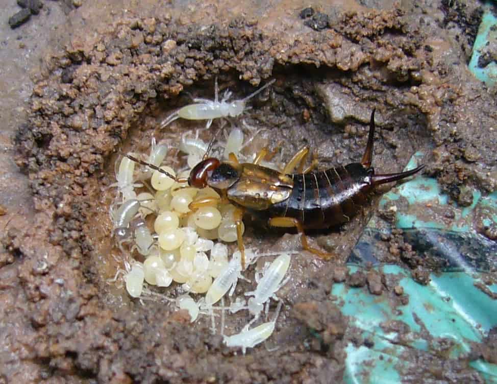  Female earwig in its nest with newly-hatched young. The nest is underneath a house-brick in the garden. The brick was carefully replaced after the photo was taken. Photographed in Chester, UK.