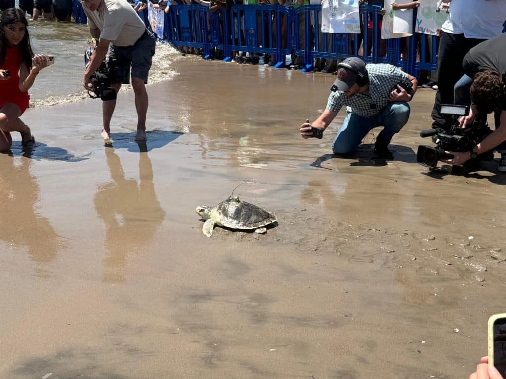 Pancake being released into the wild