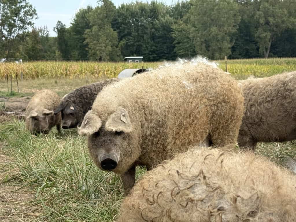 Pasture Mangalitsa Pig