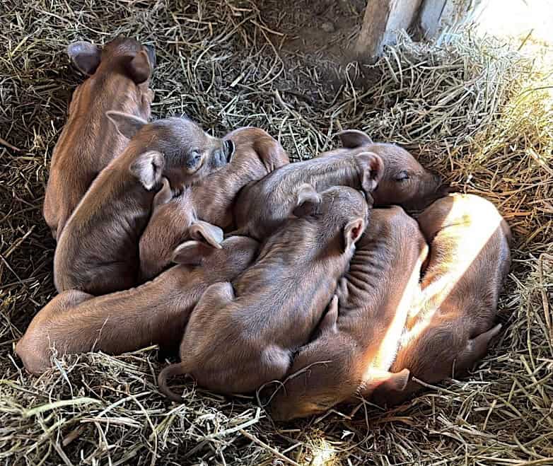 Red Mangalitsa