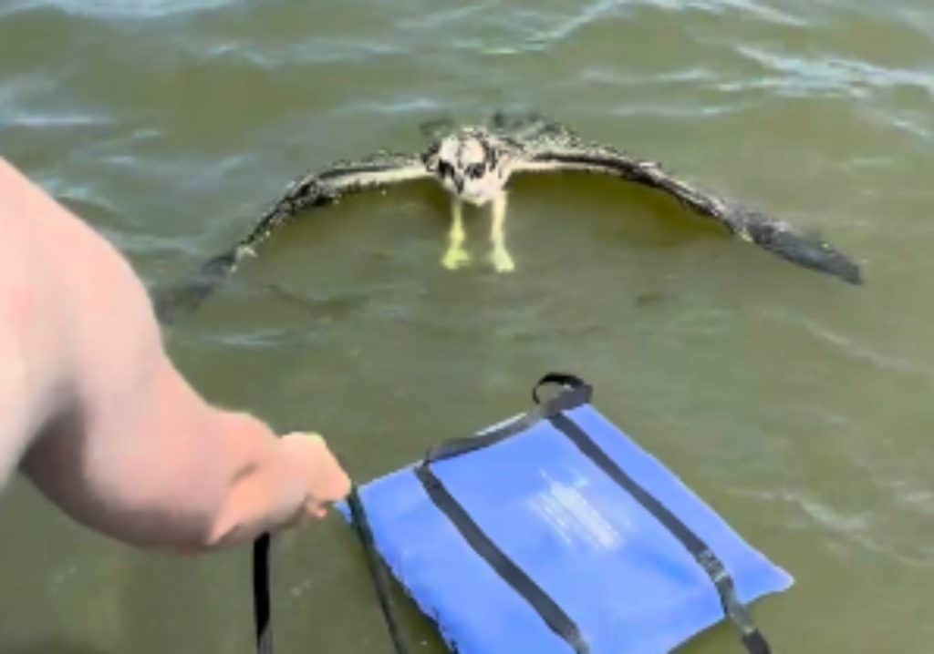 Osprey rescued by Brittany Salmons of North Carolina Audubon and family