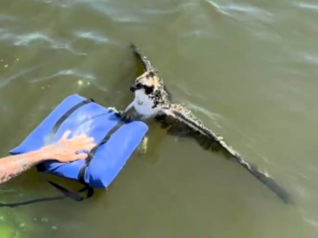 Osprey rescued by Brittany Salmons of North Carolina Audubon and family