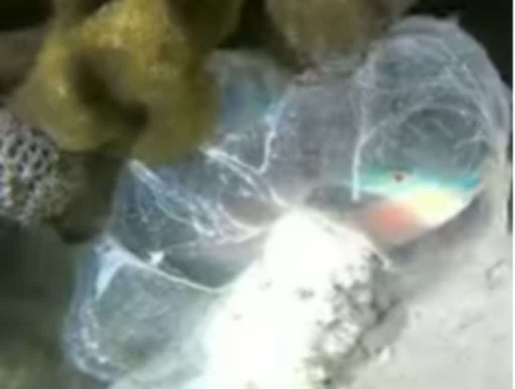 A queen parrotfish surrounds itself in a translucent mucus at night for protection.