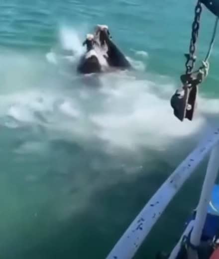 Cows swimming toward island
