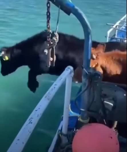 Cow jumping off a boat into the water
