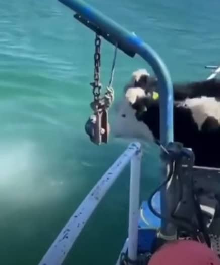 Cows getting ready to jump off boat into water
