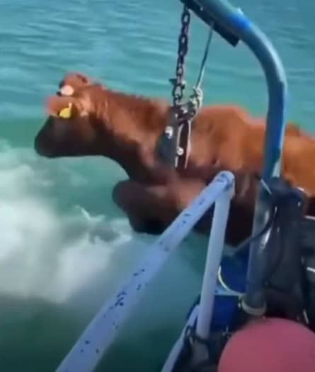 Cow jumping off a boat into water