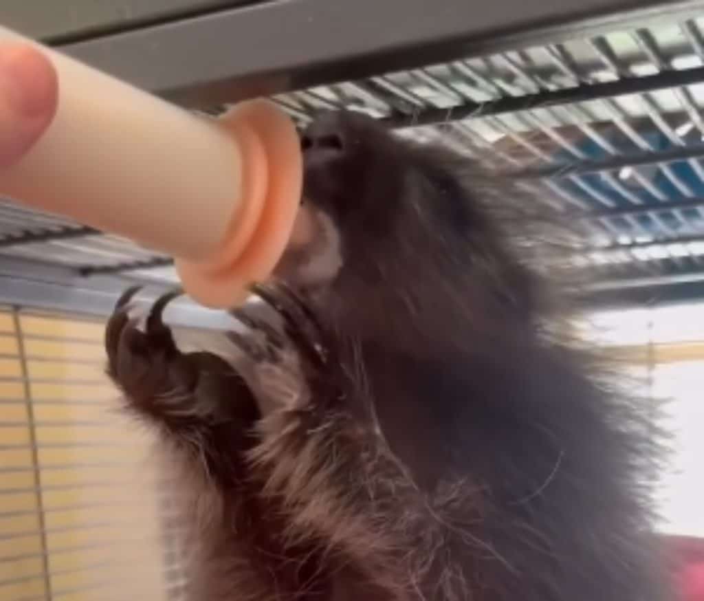 Porcupine saved from the flood waters at Buck Wild Animal Rescue
