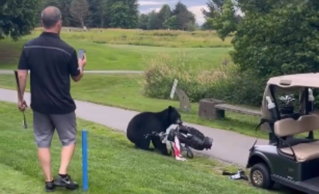 Black bear steals golf clubs from cart