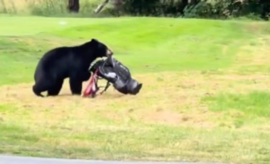 Black bear drags golf clubs across golf course
