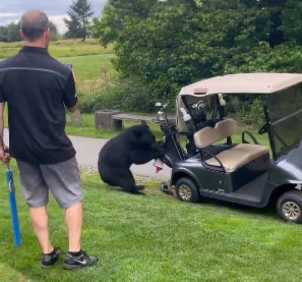 The owner of the clubs could have moved further away but did the right thing by not trying to stop the bear.