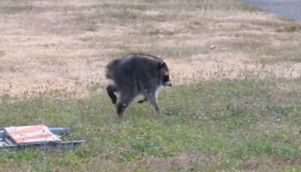 Jimothy the raccoon running across some grass in a Seattle neighborhood