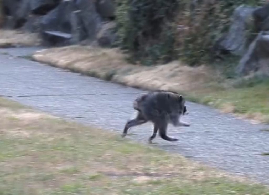 Jimothy the raccoon