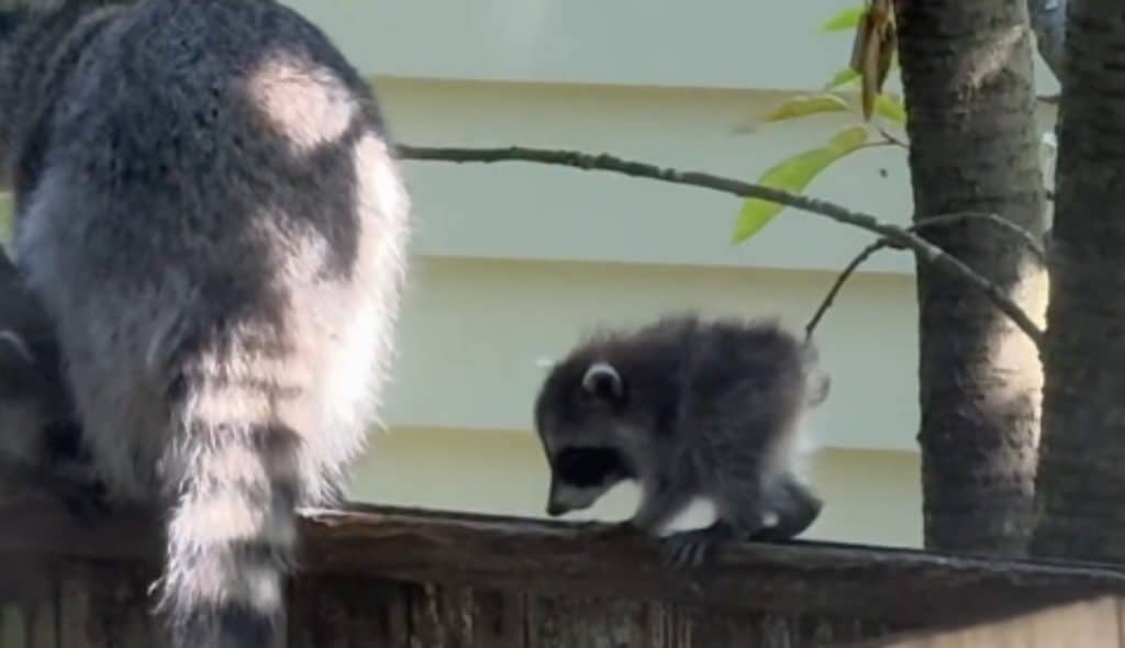 Jimothy the raccoon was caught on video when he was a baby raccoon