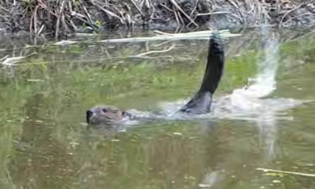 Beaver slaps its tail on the water