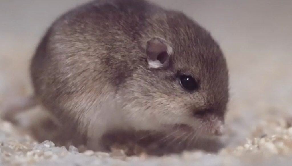 Pacific pocket mouse at the San Diego Zoo Safari Park
