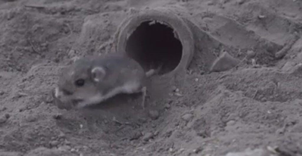 Pacific pocket mouse being released into the wild by employees of the San Diego Zoo Safari Park