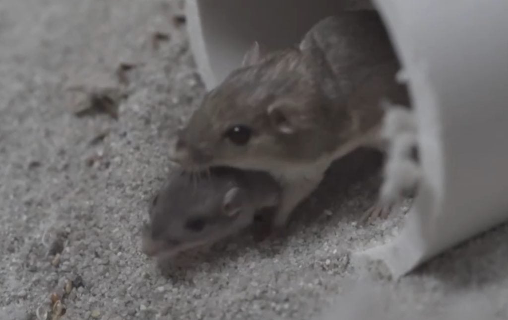 Pacific pocket mouse at the San Diego Zoo Safari Park
