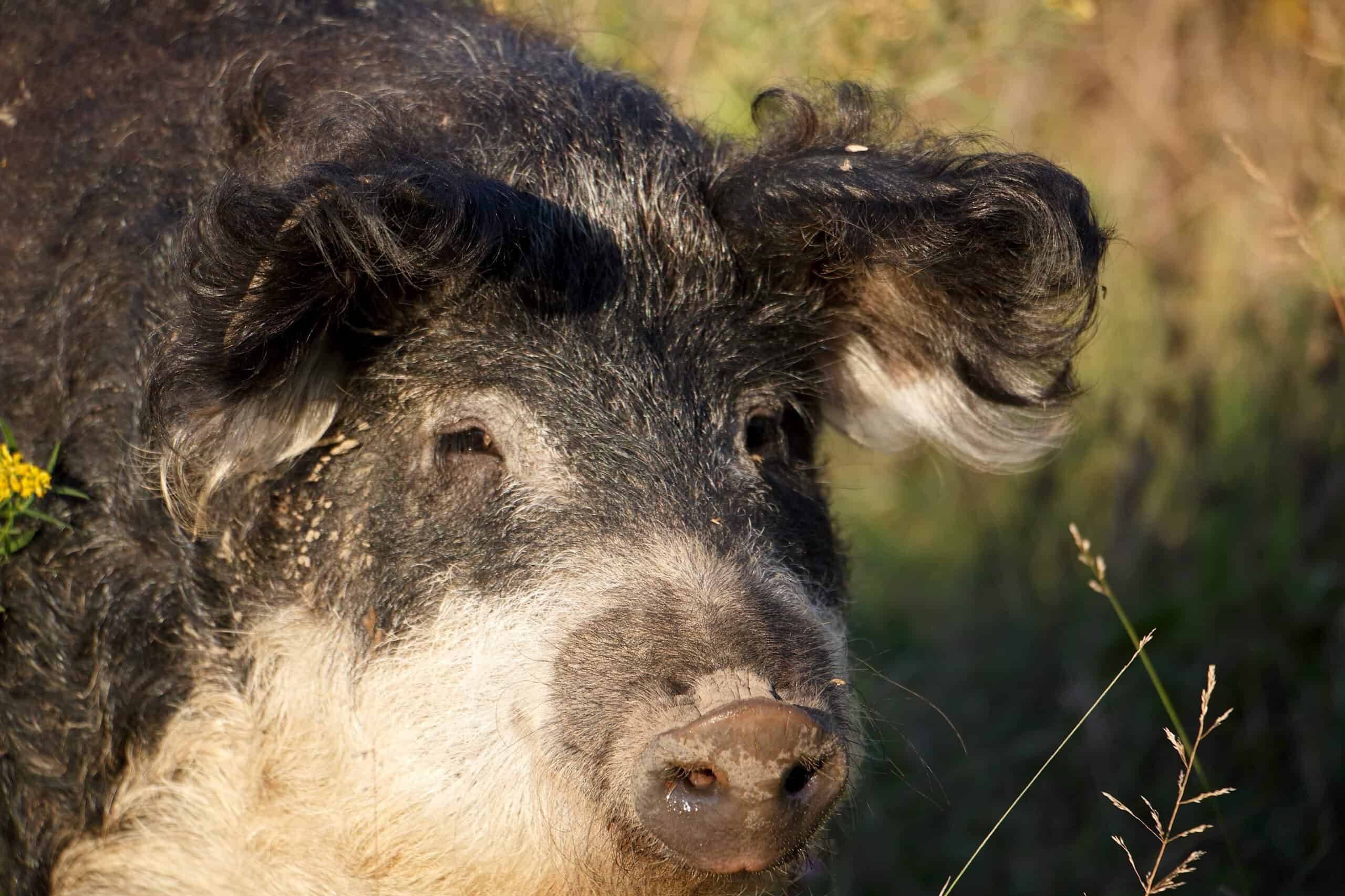 How an Empire Created the World's Wooliest Pig and Nearly Lost It Forever