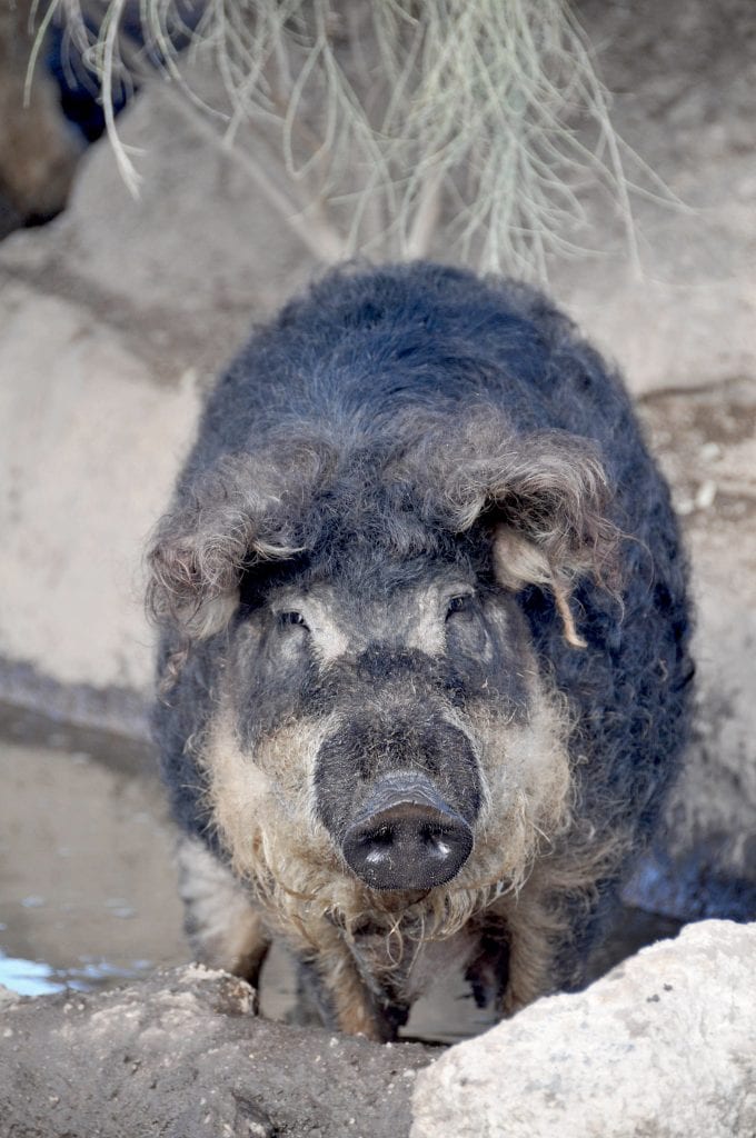 Swallow Belly Mangalitsa Pig