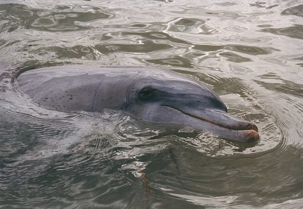 dolphin facing right and peeking out of the water with what looks like a beat-up front beak