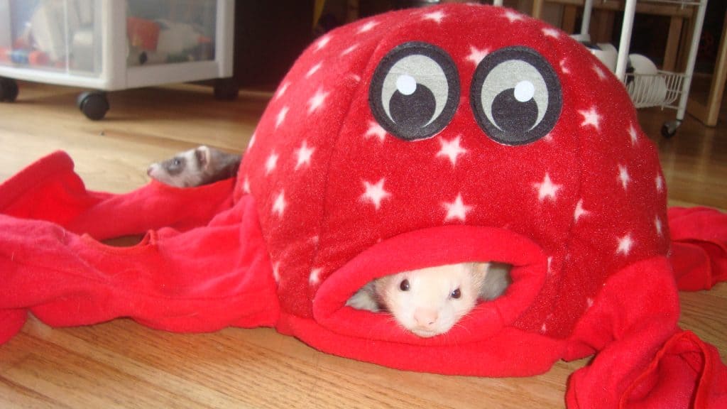White ferret peeking out from a red play hut while another mottled ferret looks on.