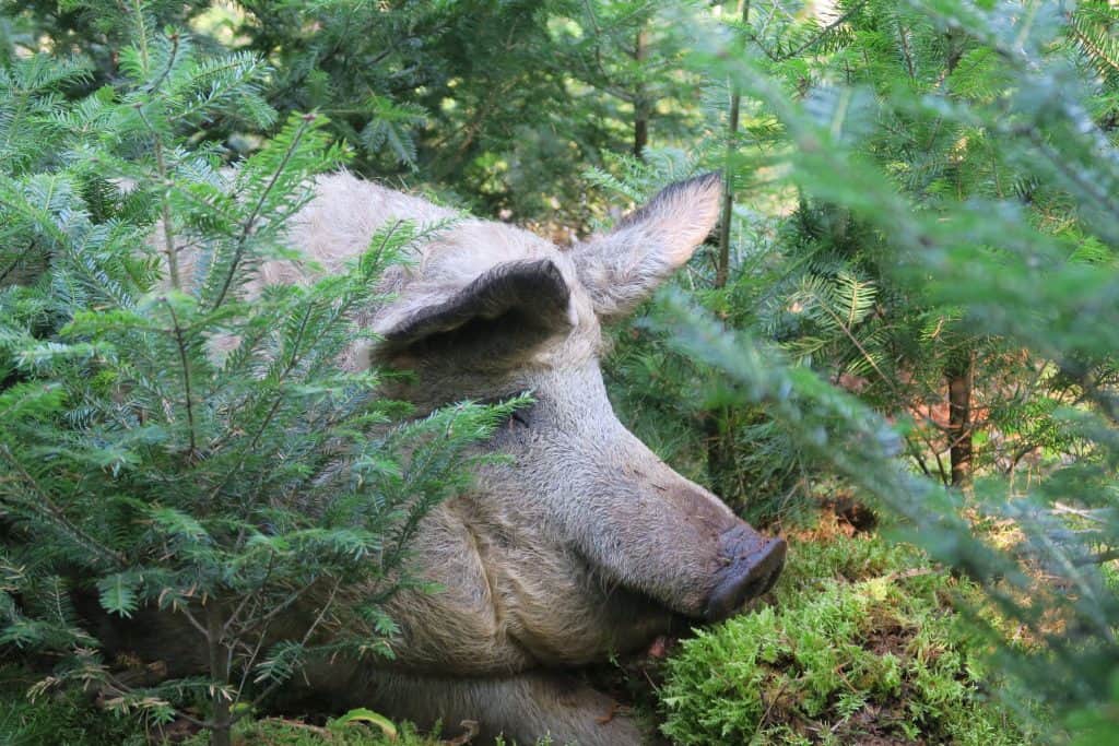 Mangalitsa in the woods