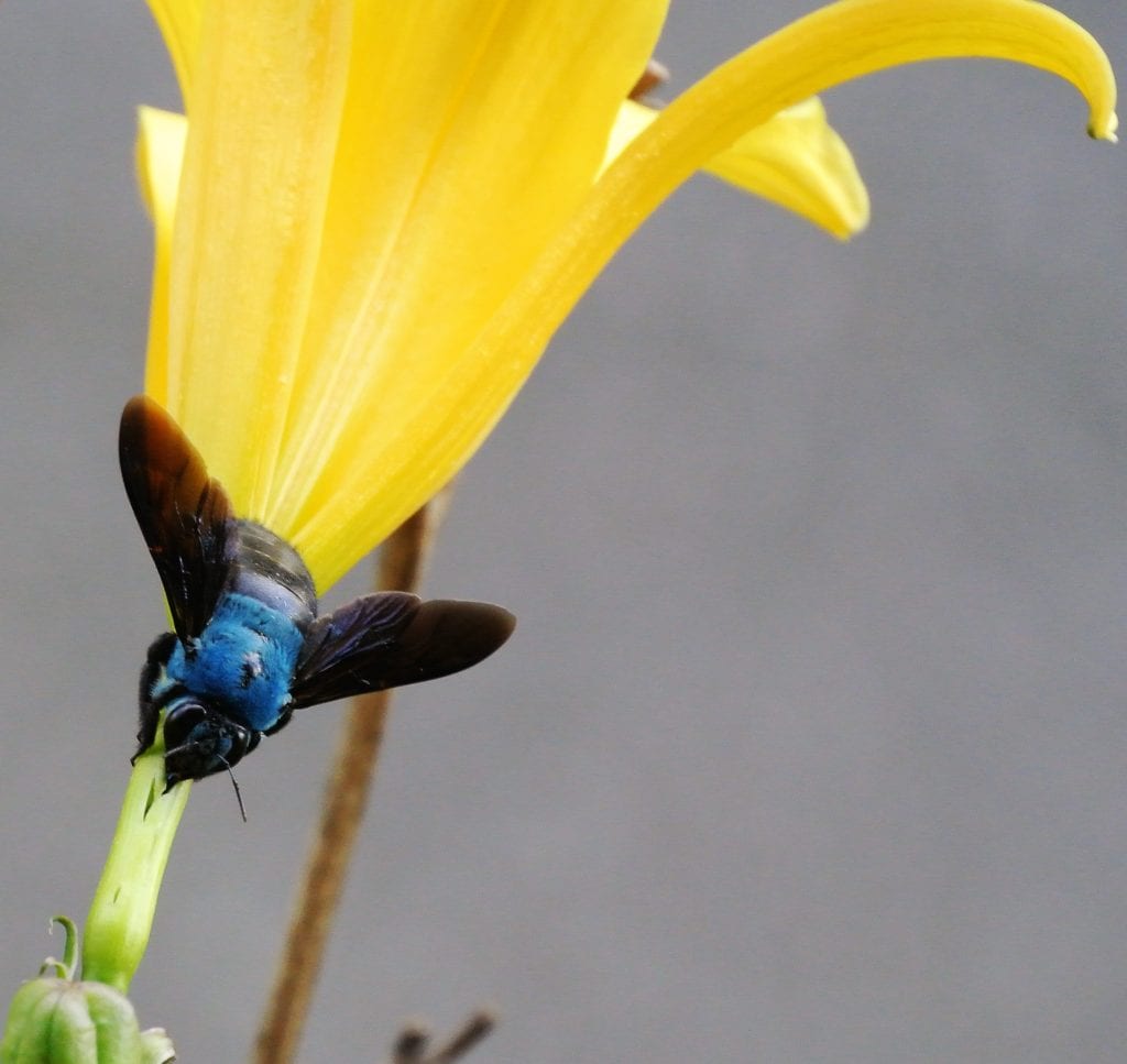 Xylocopa Caerulea, seen in Fraser's Hill, Malaysia