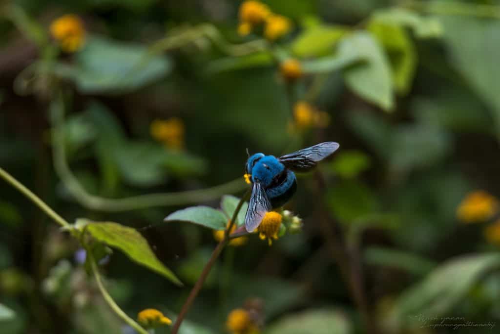 Cerulean Carpenter (Xylocopa caerulea)