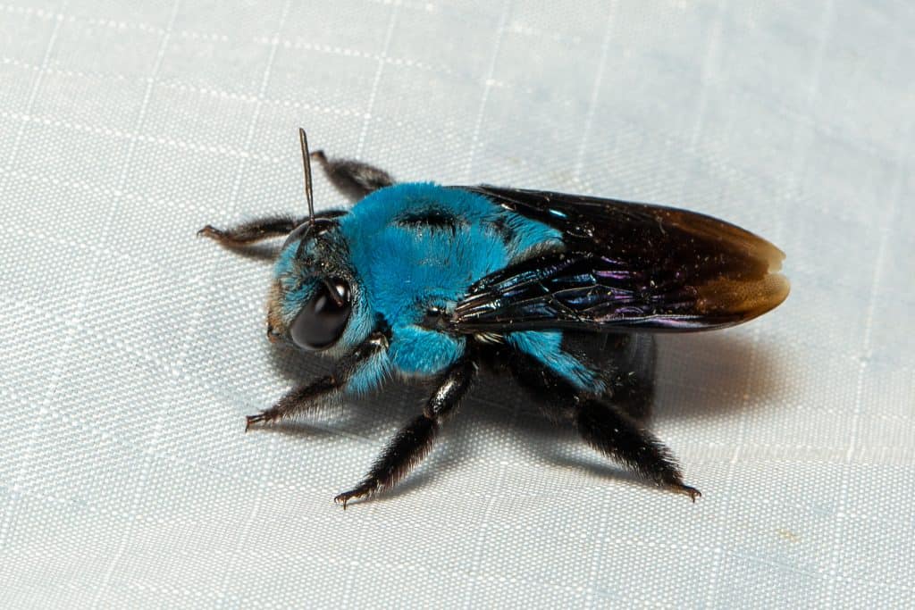 Cerulean Carpenter (Xylocopa caerulea) in Malaysia