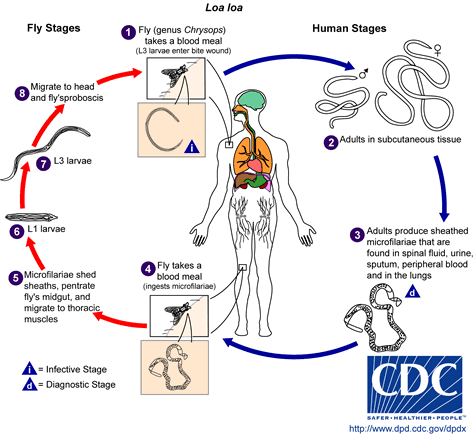 Loa loa lifecycle by the CDC