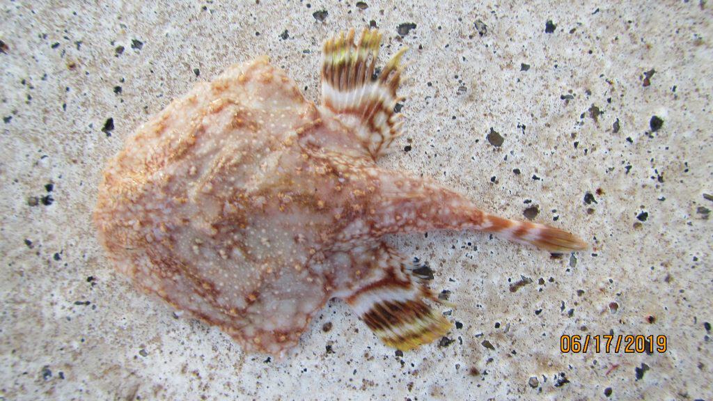 diablito, diablito espinoso, dorniger fledermausfisch, himegutsu, louisiana pancake batfish, murci&eacute;lago picudo, pancake batfish, spiny batfish, 副棘茄魚, 副棘茄鱼